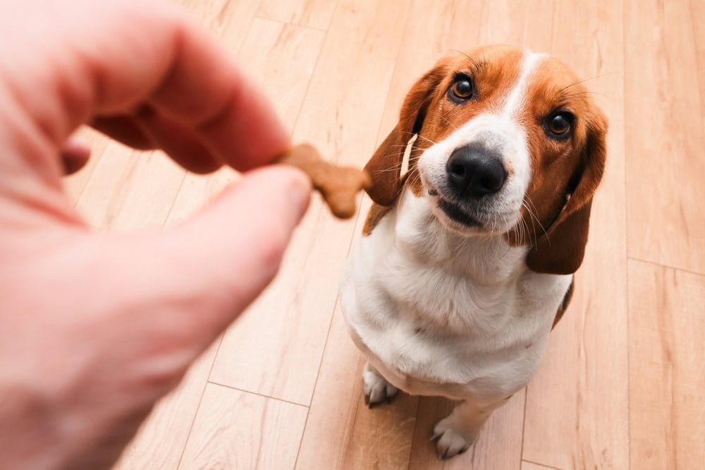 9-best-human-grade-organic-dog-treats-of-2026-vet-1