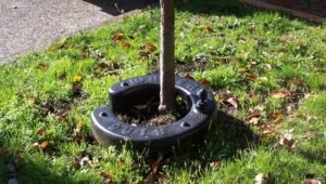 How-Tree-Watering-Rings-Help-You-Grow-Healthier-Trees-with-Less-Water