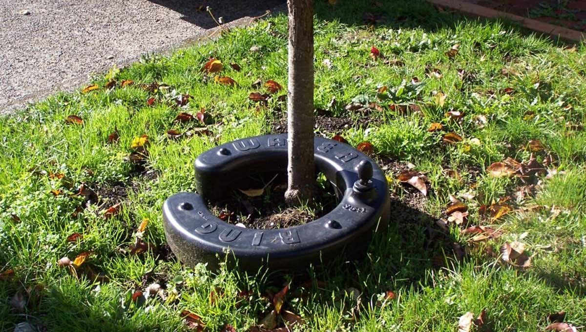 How-Tree-Watering-Rings-Help-You-Grow-Healthier-Trees-with-Less-Water