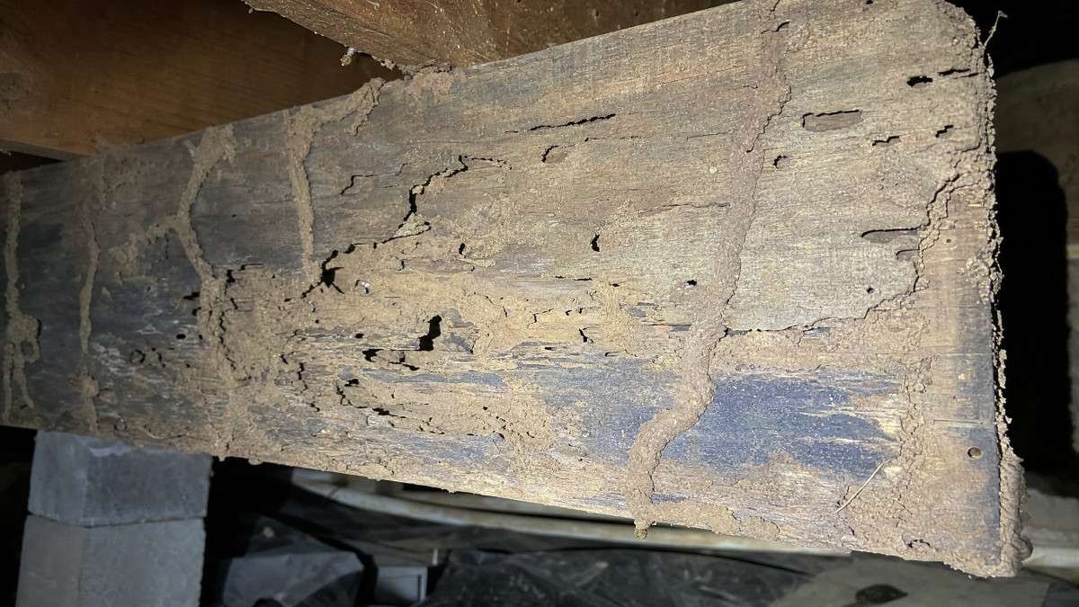 how-to-identify-signs-of-termite-damage-in-your-pr-1