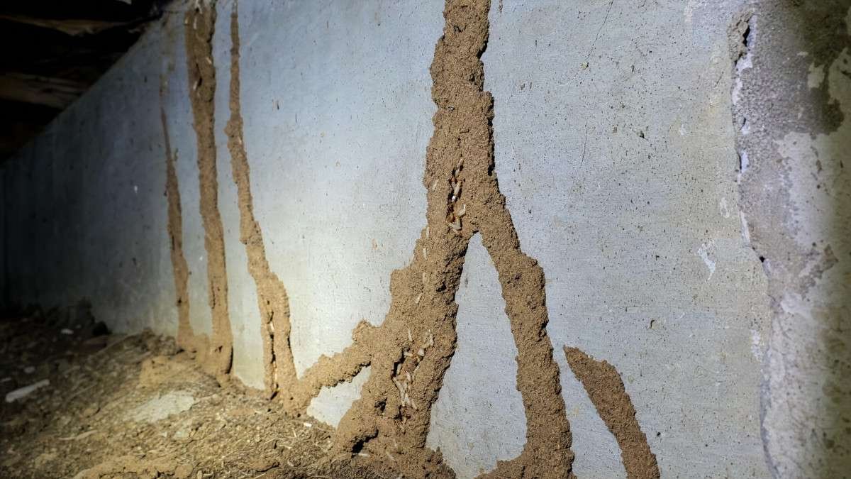 how-to-identify-signs-of-termite-damage-in-your-pr-2