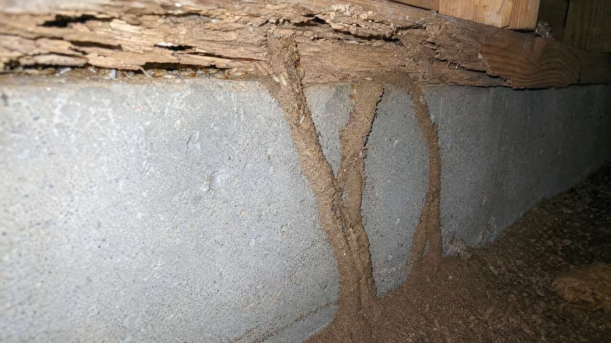 understanding-the-importance-of-a-pest-inspection-2