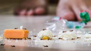ants-best-home-remedy-natural-solutions-that-actua-1