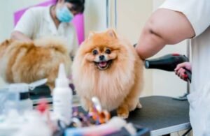 The Secret to Running a Smoother Pet Grooming Business