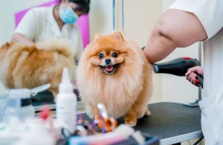 The Secret to Running a Smoother Pet Grooming Business